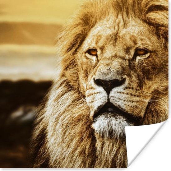 Affiche Lions - Profil - Coucher de soleil - 50x50 cm