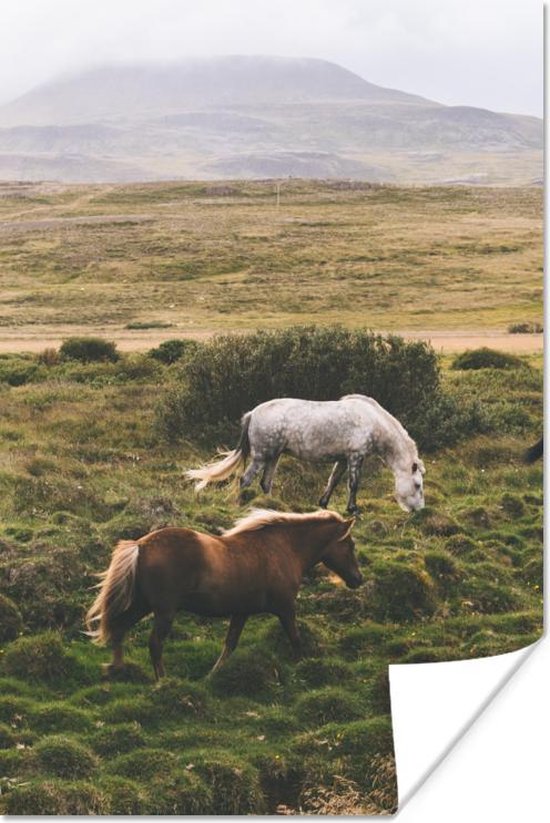 Poster Paarden - Gras - Wit
