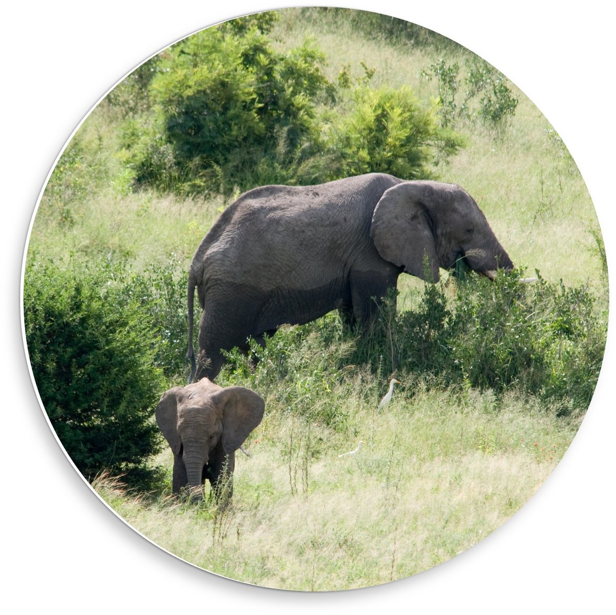 KuijsFotoprint - Schilderij - Moeder Olifant Met Baby Olifant Tussen De Bomen - Groen En Grijs - 50 X 50 Cm