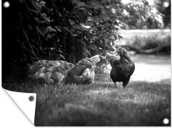 Tuinposter - Tuindoek - Tuinposters buiten - Kippen op zoek naar voedsel bij heg van klimop - zwart wit - 120x90 cm - Tuin
