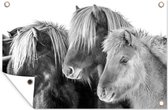 Muurdecoratie Drie IJslander paarden in de sneeuw - zwart wit - 180x120 cm - Tuinposter - Tuindoek - Buitenposter