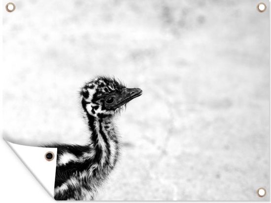 Tuinposter - Tuindoek - Tuinposters buiten - Baby Emoe met lichte achtergrond - zwart wit - 120x90 cm - Tuin