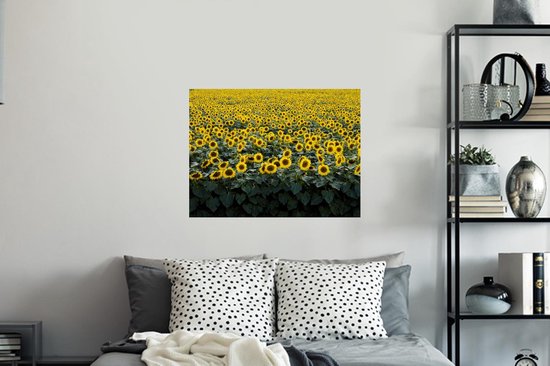 Stickers muraux - Film autocollant - Fleurs - Tournesol - Champ - 80x60 cm - Film adhésif - Stickers muraux Chambre d'enfant - Papier peint autocollant