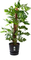 Kamerplant van Botanicly – Gatenplant in zwart ELHO plastic pot als set – Hoogte: 120 cm – Monstera Deliciosa
