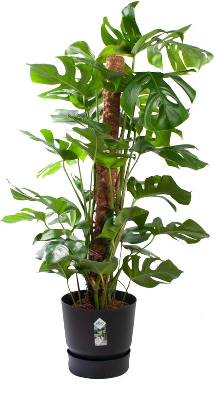 Kamerplant van Botanicly – Gatenplant in zwart ELHO plastic pot als set – Hoogte: 120 cm – Monstera Deliciosa