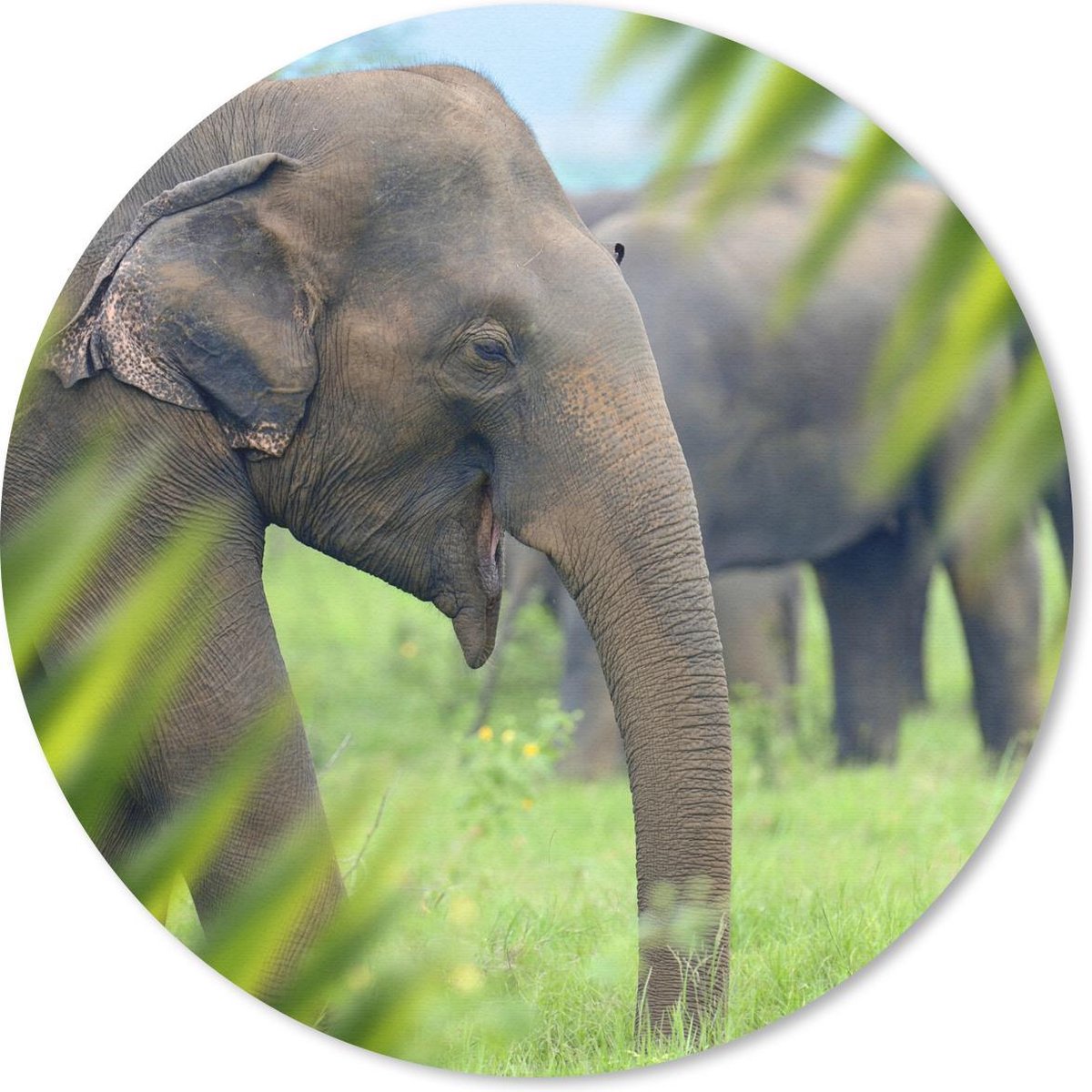 Muismat rond 30x30 cm - Mousepad Olifant - Palmboom - Dieren - Ronde muismatten