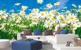 Dimex Daisies Vlies Fotobehang 375x250cm 5-banen