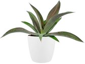 Hellogreen Kamerplant - Mangave ‘Mission to Mars’ - 15 cm - Elho Brussels Round wit