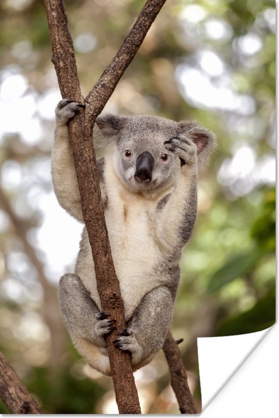 Zwaaiende koala Poster - Foto print op Poster (wanddecoratie)