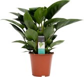 Kamerplant van Botanicly – Philodendron Congo Apple – Hoogte: 70 cm