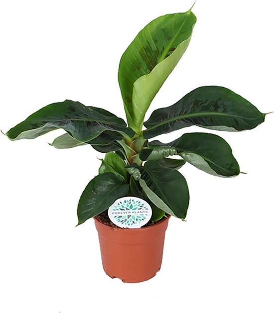 Musa oriental dwarf bananier plante dintérieur tropicale hauteur 35