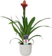 Bloem van Botanicly – Guzmania in witte ELHO plastic pot als set – Hoogte: 60 cm – Guzmania Mixxta