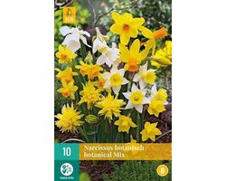 Narcis Botanisch Mix
