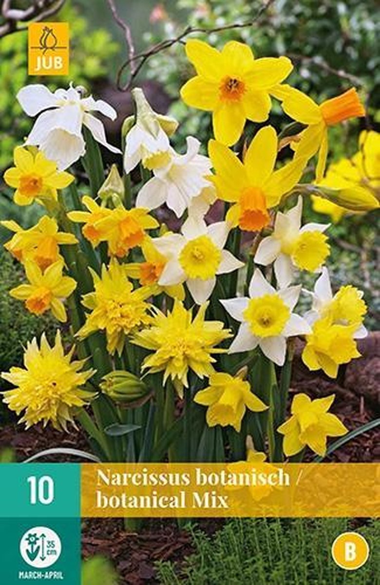 Narcis Botanisch Mix