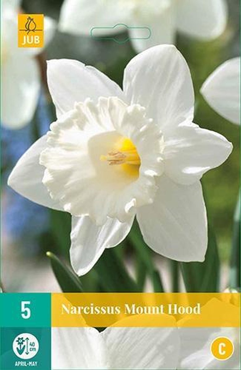 Narcis Mount Hood