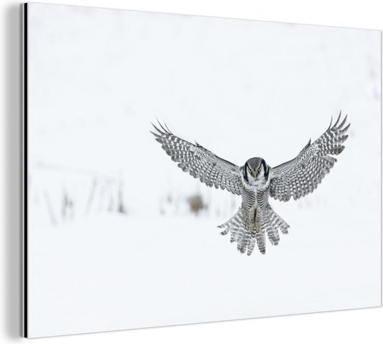 Wanddecoratie Metaal - Aluminium Schilderij Industrieel - Vliegende Hawkuil - 150x100 cm - Dibond - Foto op aluminium - Industriële muurdecoratie - Voor de woonkamer/slaapkamer