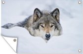 Tuindecoratie Wolf - Sneeuw - Vacht - 60x40 cm - Tuinposter - Tuindoek - Buitenposter