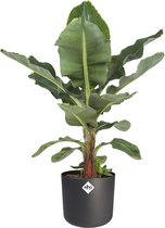 Kamerplant van Botanicly – Bananen plant incl. sierpot antraciet cilindrisch als set – Hoogte: 75 cm – Musa
