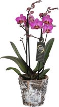 Orchidee van Botanicly – Vlinder orchidee in houten pot als set – Hoogte: 45 cm, 2 takken, roze bloemen – Phalaenopsis Perceval
