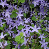 12 x Campanula poscharskyana - Klokjesbloem in 9x9cm pot met hoogte 5-10cm