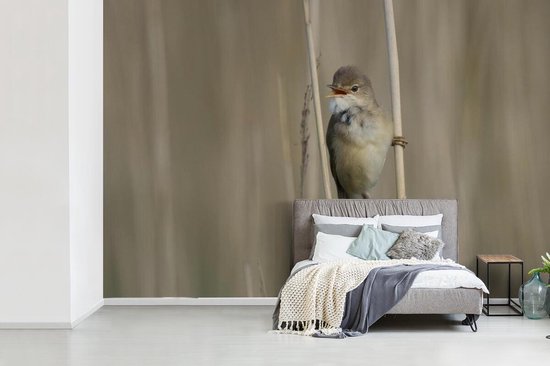 Papier peint photo vinyle - Petit roseau fauvette se dresse verticalement dans le roseau largeur 360 cm x hauteur 240 cm - Tirage photo sur papier peint (disponible en 7 tailles)