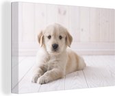 Canvas Schilderij Witte Golden Retriever puppy - 60x40 cm - Wanddecoratie