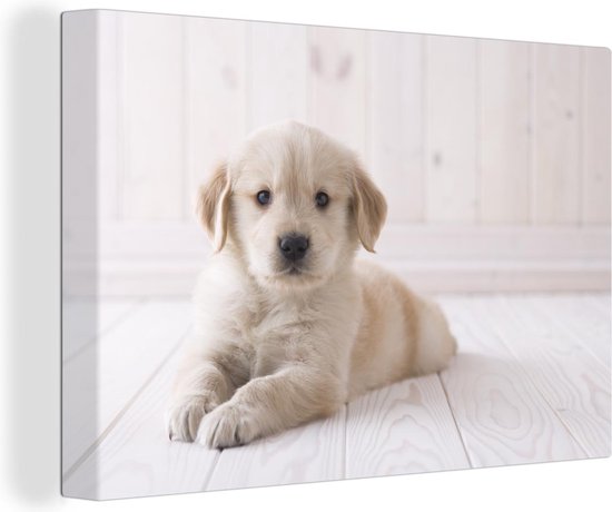 Witte Golden Retriever puppy Canvas 90x60 cm - Foto print op Canvas schilderij (Wanddecoratie woonkamer / slaapkamer) / Huisdieren Canvas Schilderijen