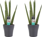 Sansevieria's in design pot |  2 leuke planten | Weinig water nodig | Makkelijke en leuke planten - Ø 12 cm - Hoogte 35 cm (waarvan 25 cm plant en 10 cm pot) | Kamerplanten
