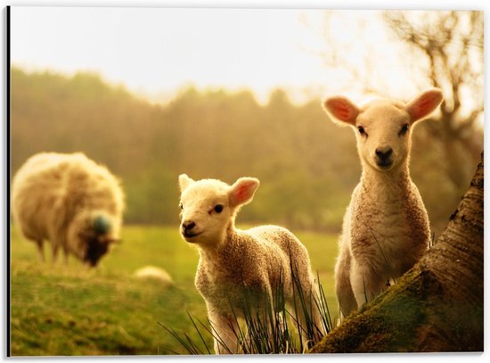 Dibond - Lammetjes in de Wei - 40x30cm Foto op Aluminium (Wanddecoratie van metaal)