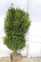 5 stuks | Buxus - Struiken Kluit 125-150 cm Extra kwaliteit | Standplaats: Halfschaduw/Schaduw/Volle zon | Latijnse naam: Buxus sempervirens