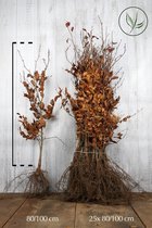 25 stuks | Rode beuk Blote wortel 80-100 cm Extra kwaliteit - Bladverliezend - Populair bij vogels - Prachtige herfstkleur - Snelle groeier
