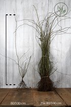 25 stuks | Hondsroos Blote wortel 80-100 cm - Bladverliezend - Bloeiende plant - Inbraakwerend - Populair bij vogels - Vruchtdragend