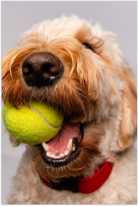 Poster – Blonde Labradoodle Hond met Tennisballetje - 80x120cm Foto op Posterpapier