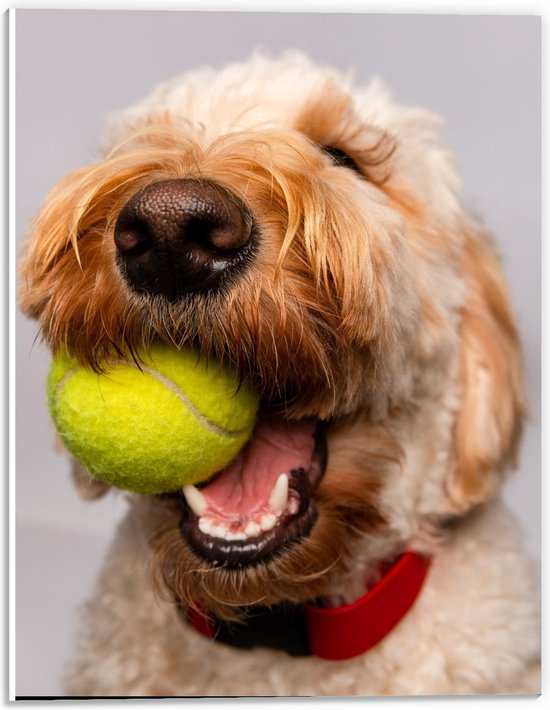 Forex - Blonde Labradoodle Hond met Tennisballetje - 30x40cm Foto op Forex