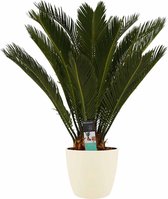 Kamerplant van Botanicly – Varenpalm incl. crème kleurig sierpot als set – Hoogte: 65 cm – Cycas Revoluta