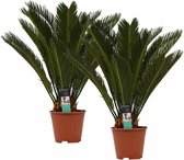 Kamerplanten van Botanicly – 2 × Varenpalm – Hoogte: 65 cm – Cycas Revoluta