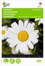 Margriet May Queen (Chrysanthemum leucanthemum)