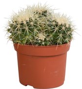 Echinocactus grusonii | Schoonmoederstoel | 1 stuk | Ø 12 cm |  18 - 23 cm