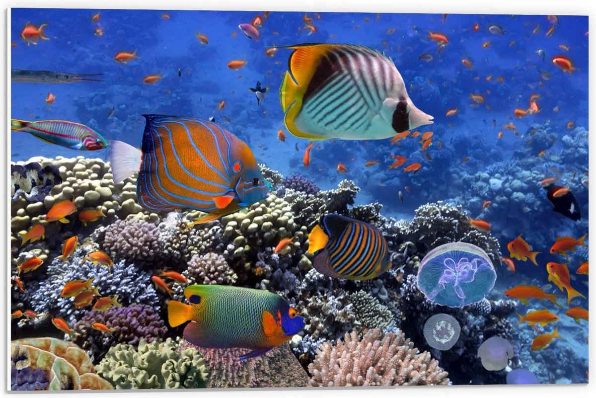 Forex - Tropische Vissen in Aquarium - 60x40cm Foto op Forex