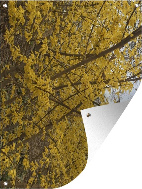 Tuinposter Forsythia – Prachtig geel gekleurde Forsythia struik Tuinposter 30×40 cm – Tuindoek/Buitencanvas/Schilderijen voor buiten (tuin decoratie)