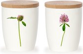 Mok | Rødkløver (Trifolium Pratense)