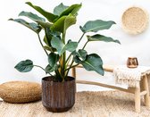 Philodendron Green Beauty - 100cm