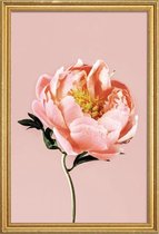 JUNIQE - Poster met houten lijst Coral Peony -20x30 /Roze
