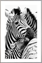 JUNIQE - Poster met kunststof lijst Zebras -13x18 /Wit & Zwart
