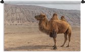 Wandkleed Kameel - Staande kameel in China Wandkleed katoen 150x100 cm - Wandtapijt met foto