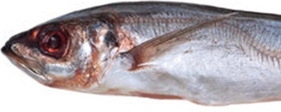 Prebaits Horsmakreel - Dood aas - Wit — afbeelding 2