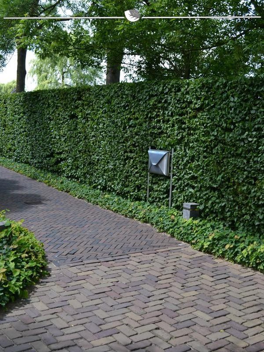 Groene Beuk Fagus sylvatica 150-175 cm Blote wortel, 500x Haagplant