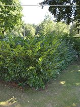 Laurier Prunus Herbergii 140-160 cm, 7x Haagplant