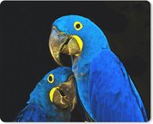 Muismat Dieren op een zwarte achtergrond - Koppel ara papegaaien op een zwarte achtergrond muismat rubber - 23x19 cm - Muismat met foto