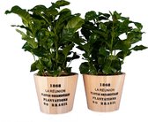 Kamerplanten van Botanicly – 2 × Koffieplant in houten pot als set – Hoogte: 25 cm – Coffea Arabica
